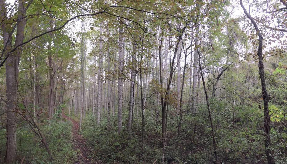 A narrow trail cuts through a grove of tall, slender silver-barked trees along Gwinn Ridge Trail. 