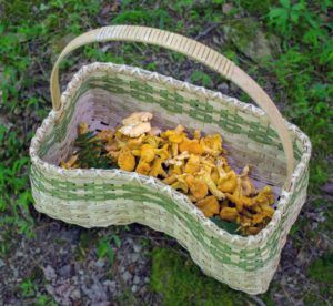 Our mushroom hunting basket filled with summer chanterelles.