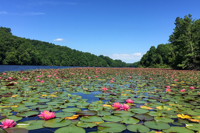 Thousands of pink water lillies in bloom at Plum Orchard Lake. 