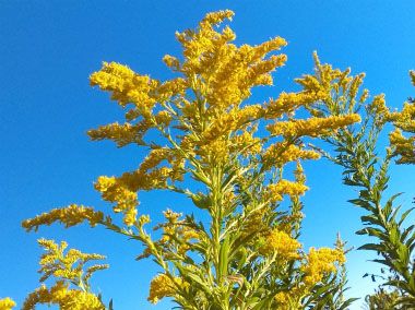 Goldenrod blooming in late summer on the Long Point Trail.