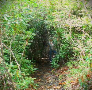 "Rhodo" tunnel near the end of the Long Point Trail. 