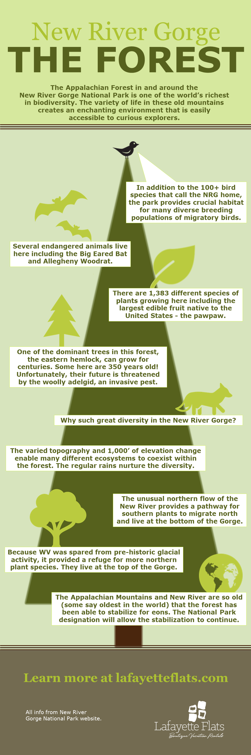 Interesting facts about the New River Gorge forest.
