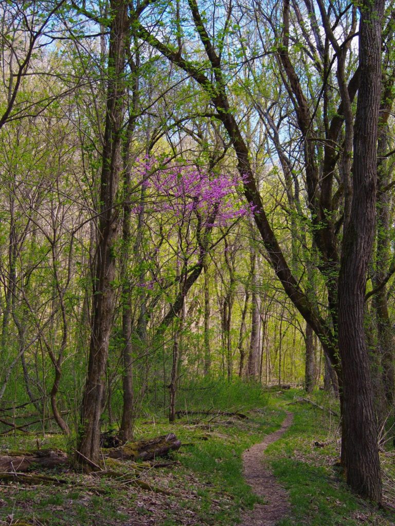 Spring on the Southside Trail - redbuds blooming.