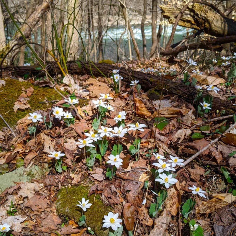 Bloodroot blooming on the banks of the New River near Suprise Rapids. 