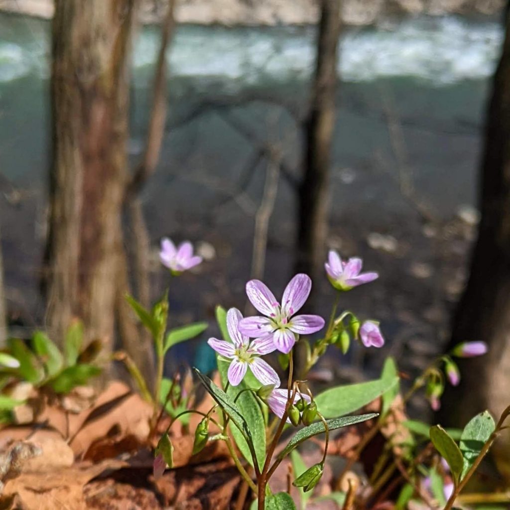 Spring Beauties blooming along the Southside Trail with the New River in the background.