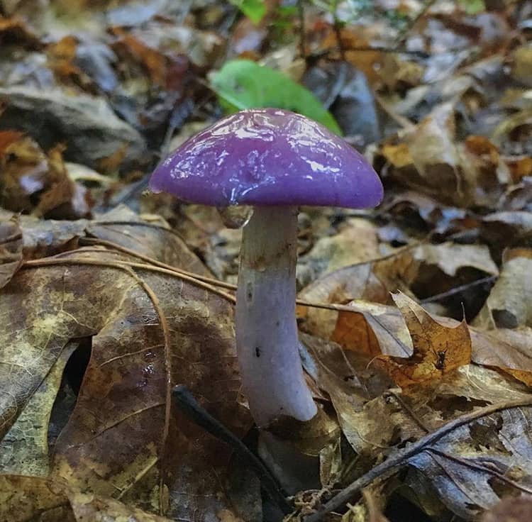 A lovely purple mushroom on the forest floor wet with dew. 