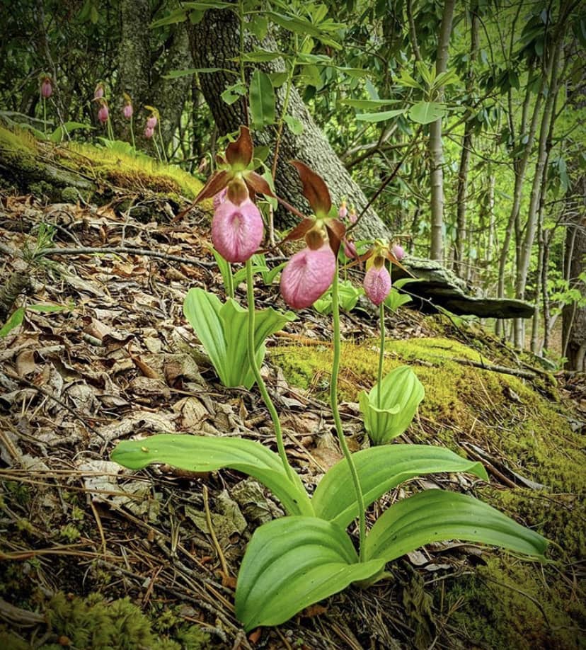 Pink lady slipper orchids on a hillside at Babcock State Park. 