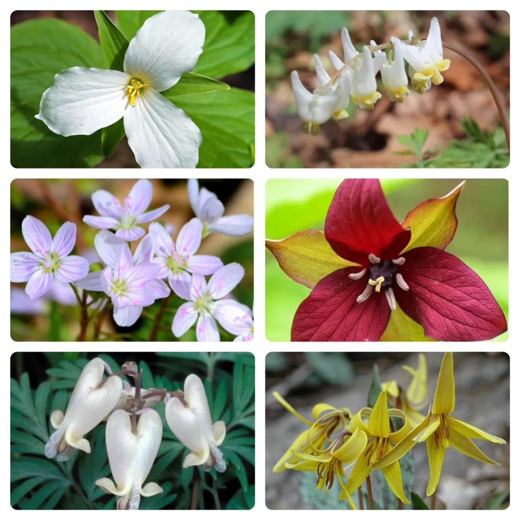 An assortment of New River Gorge spring wildflowers: trillium, Dutchman's breeches, spring beauties, trout lilly, and squirrel corn.