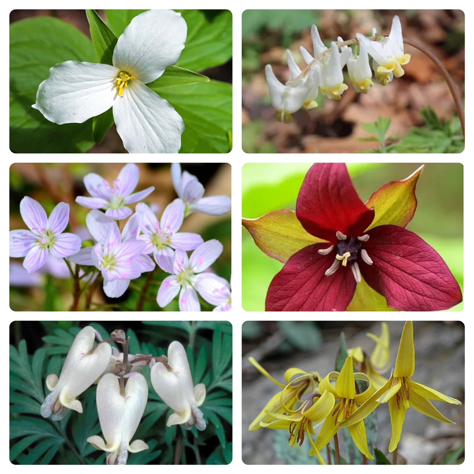 Assortment of New River Gorge Spring Wildflowers (Trillium, Dutchman's Breeches, Spring Beauties, Trout Lilly, Squirrel Corn)