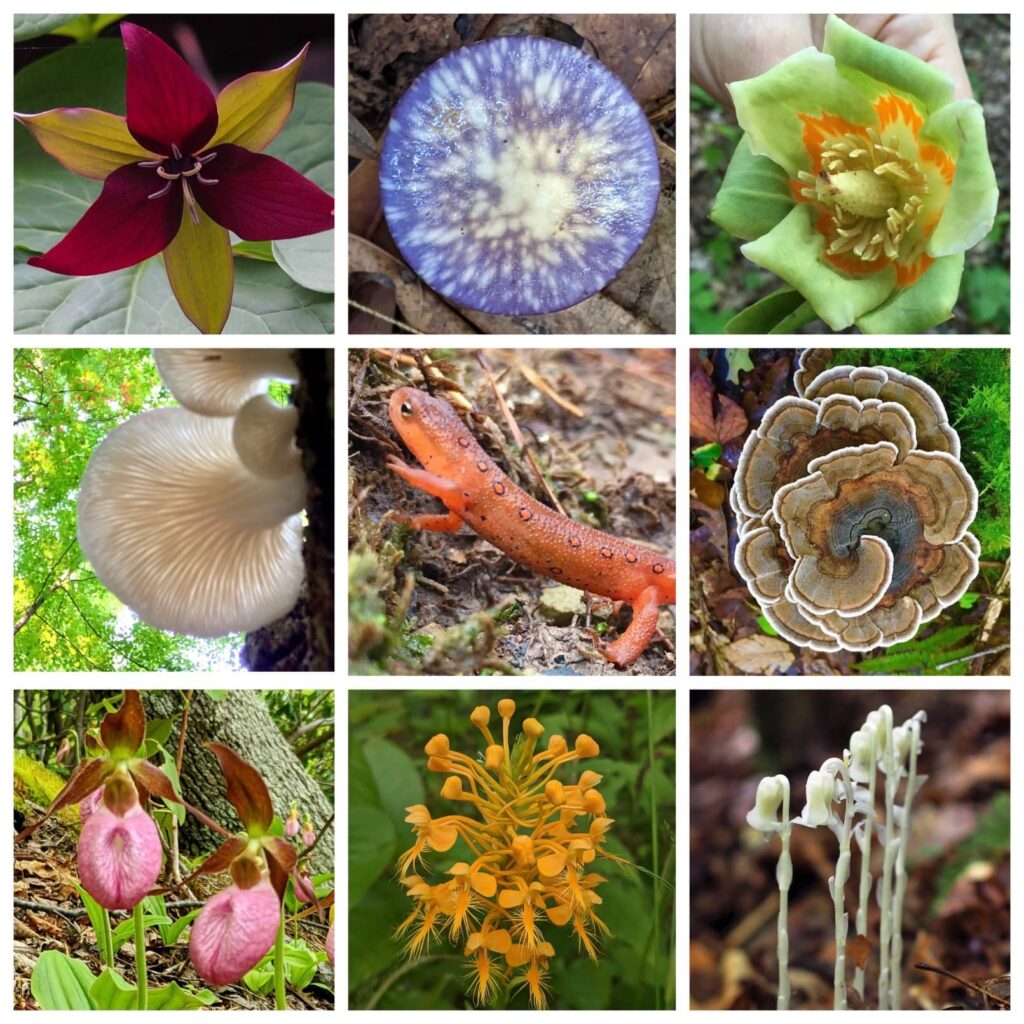 Small natural treasures from New River Gorge National Park including red trillium, cortinarius mushroom, tulip polar flower, oyster mushrooms, red-spotted newt, turkey tail mushroom, pink lady slippers, yellow-frindged orchid and ghost pipes. 
