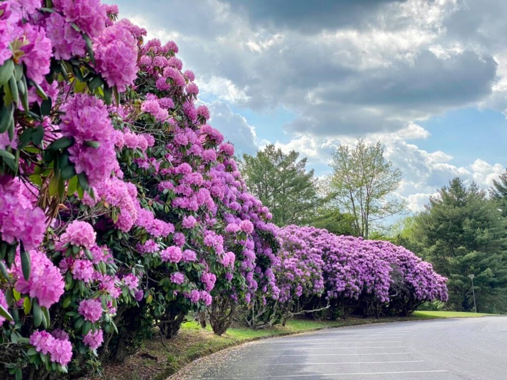 Catawba rhododendron in full bloom at Grandview in New River Gorge National Park. The long hedge is full of thousands of huge pinkish purple flowers. 