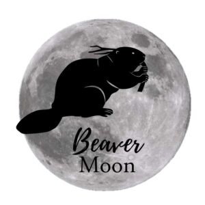 A beaver over the November full moon. 