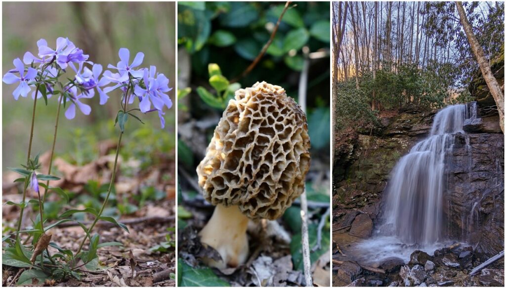 A light purpule spring wildflower, a big juice morel mushroom, and Kate's Falls waterfall on near Glade Creek. 