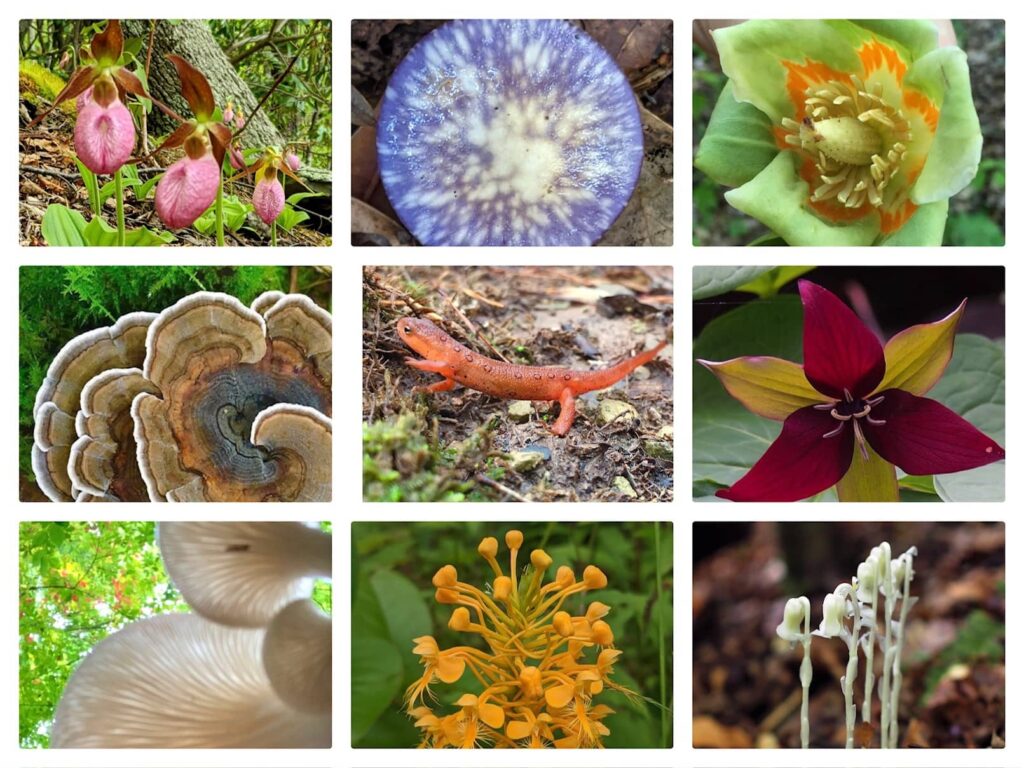 Forest Finds: Pink Lady Slipper Orchids, Tulip Poplar Flower, Turkey Tail Mushroom, Red Eft, Trillium, Oyster Mushrooms, Orchid, Ghost Pipes
