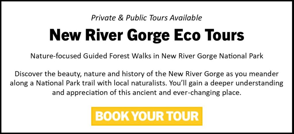 Private and Public Tours Available - New River Gorge Eco Tours: Nature-focused Guided Forest Walks in New River Gorge National Park and Preserve.
