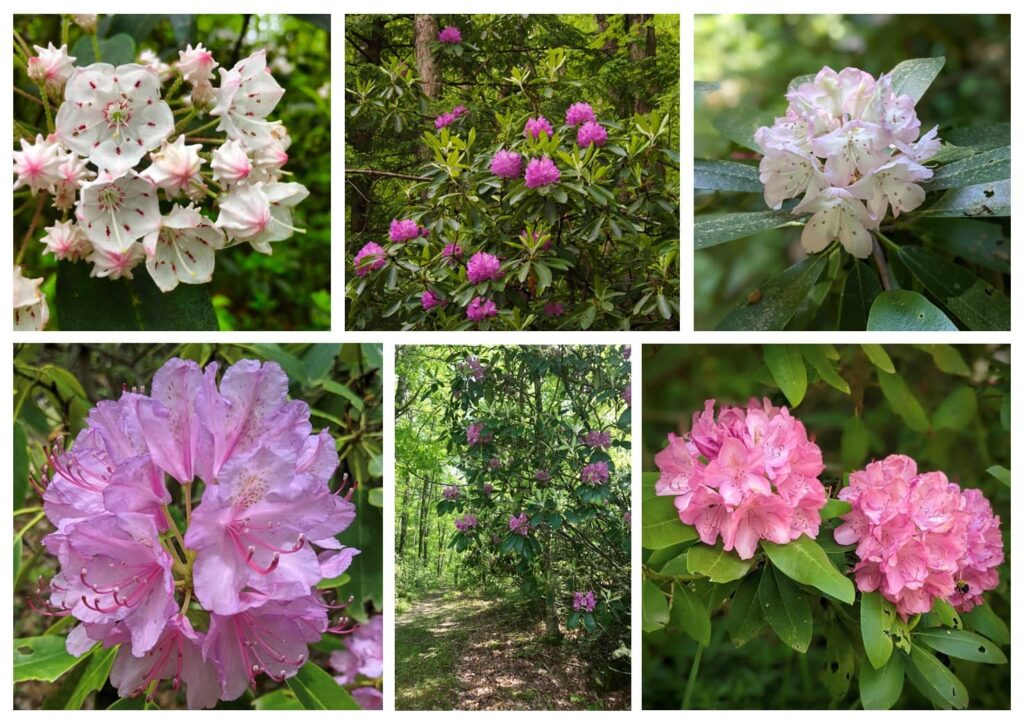 An assortment of booming heath plants including white and pink mountain laurel, purple/hot pink catawba rhododendron, and white/pink rhododendron maximus. Dark green rhododendron leaves in the background. 