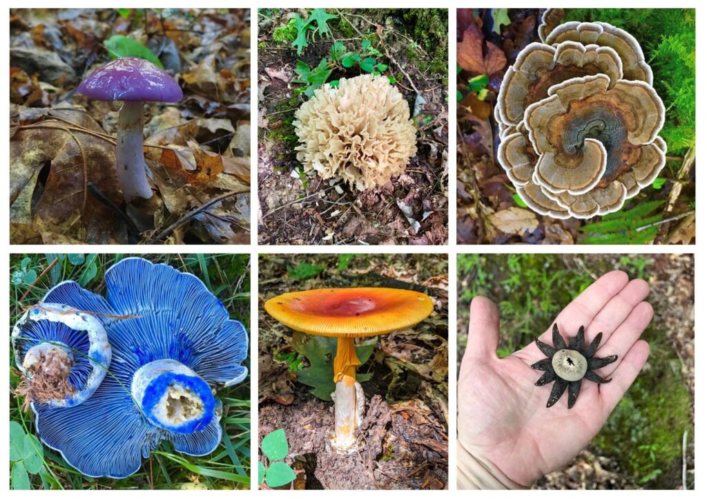 An assortment of colorful and strangely shaped mushrooms including a purple cort, beige cauliflower, earthy turkey tail, blue milky, bright orange amanita, and an Earth star. 