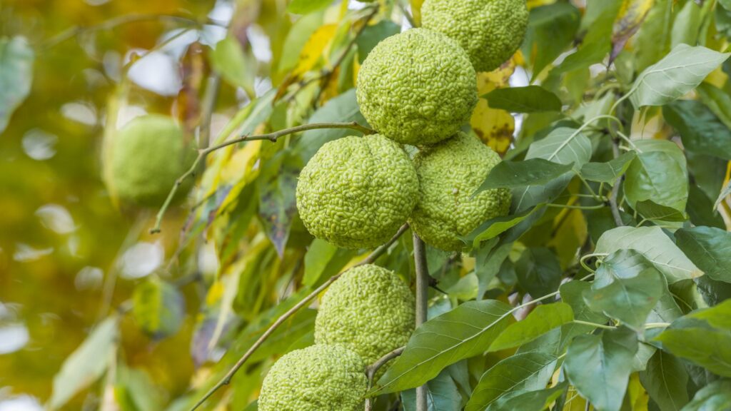 Yellowish green lumpy balls - osage oranges - on a tree with green leaves at Fayette Station on the New River. 