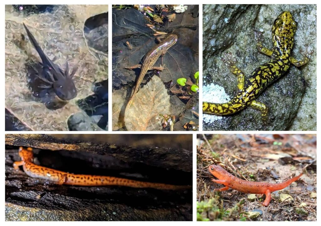 An assortment of salamanders found in the New River Gorge National Park including marbled, newt, green, cave, and red eft. 