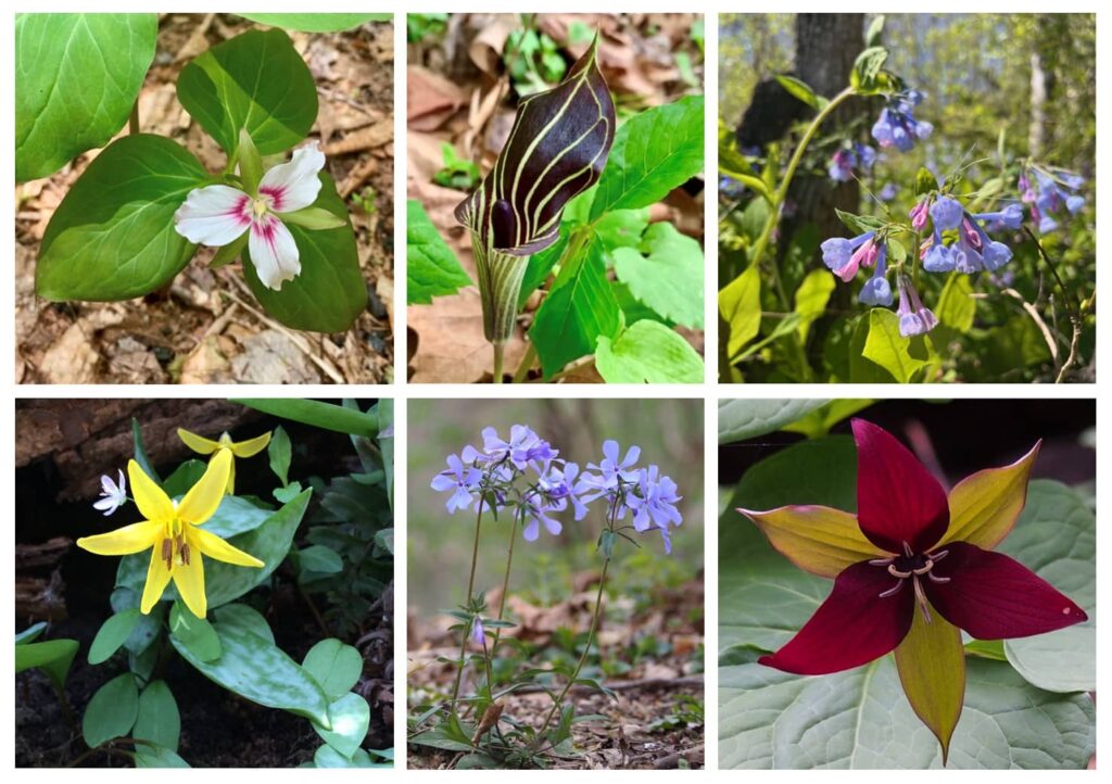 An assortment of brightly colored Appalachian spring wildflowers including painted trillium, jack-in-the-pulpit, bluebells, trout lilies, wild blue phlox, and red trillium. 