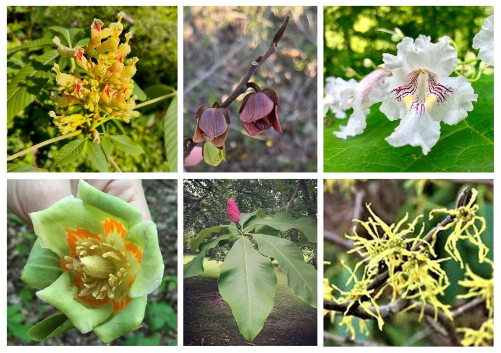 An assortment of tree flowers including those from buckeyes (big, complex, yellow), paw paws (small, tulip-shaped, burgundy), catalpas (white, complex, frilly), tulip poplar (green, yellow, orange), umbrella magnolia (huge leaf with hot pink bud), and witch-hazel (yellow, ragged).