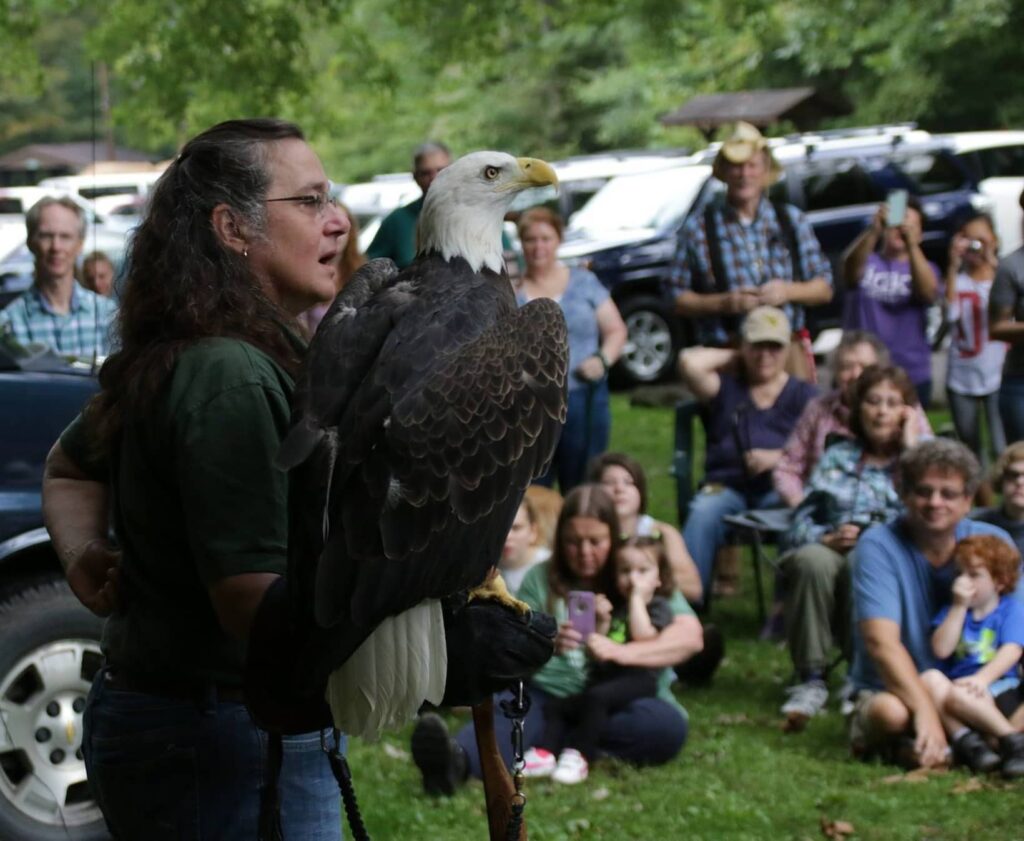 A bald eagle sitting proudly on the arm of a handler from Three Rivers Avian Center. 