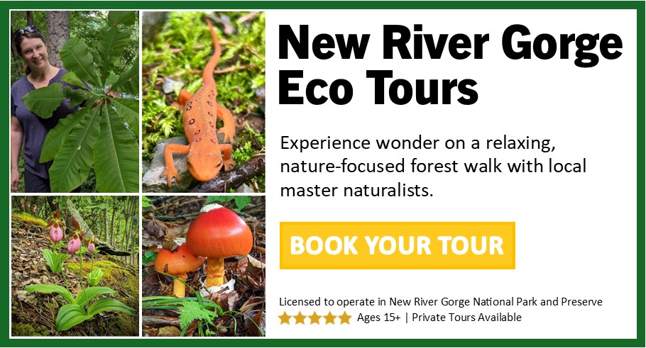 New River Gorge Eco Tours. Experience wonder on a relaxing nature-focused forest walk with local master naturalists. Book your tour here. 