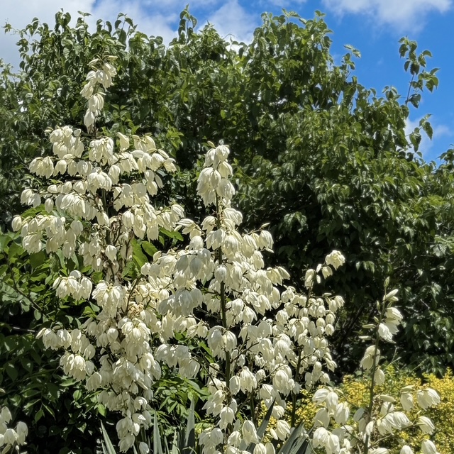 Hundreds of white flowers on the shoots of yucca plants in a cemetery deep in the forest of New River Gorge National Park. 